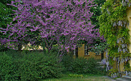 Der Judasbaum im Marlygarten steht in voller Blüte, Foto: terra press Berlin