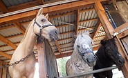 Freche Ponys, Foto: Storchenhof Paretz