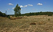 Naturlandschaft Döberitzer Heide, Foto: Ralf Donat