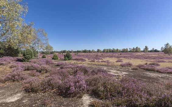 Niederlausitzer Heidelandschaft, TMB-Fotoarchiv/Steffen Lehmann