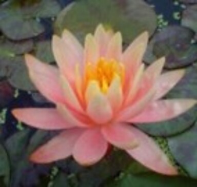 Barbara Leich – Yoga, Nutrition, Lightworking