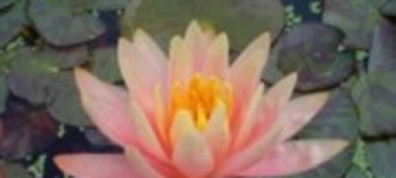 Barbara Leich – Yoga, Nutrition, Lightworking