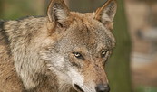 Wolf im Wildpark Schorfheide, Foto: Wildpark Schorfheide gGmbH