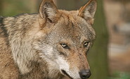 Wolf im Wildpark Schorfheide, Foto: Wildpark Schorfheide gGmbH