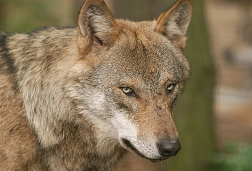 Schorfheide Wildlife Park