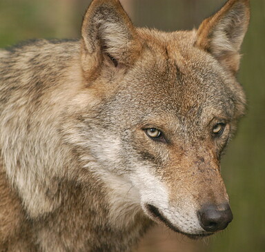 Schorfheide Wildlife Park