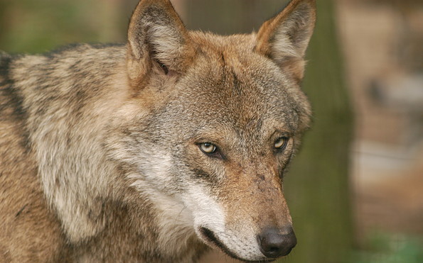 Wolf im Wildpark Schorfheide, Foto: Wildpark Schorfheide gGmbH