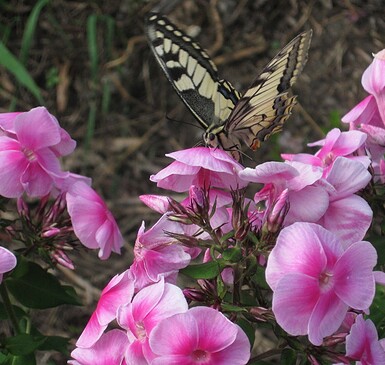 Die Kleine Gärtnerei Nursery