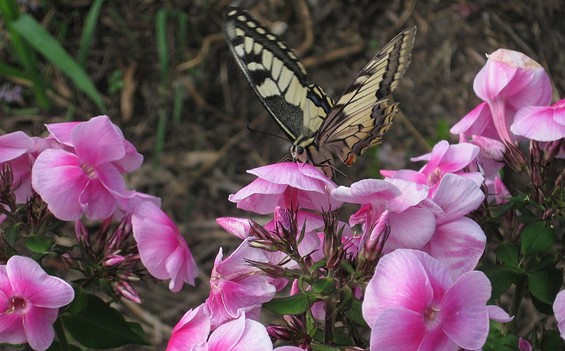 Schwalbenschwanz auf Phloxblüte, Foto: Franz Heitzendorfer