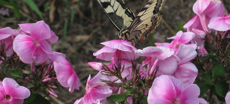 Die Kleine Gärtnerei Nursery