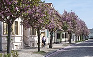 Baumblüte in der Altstadt von Werder (Havel), Foto:  TMB-Fotoarchiv/Yorck Maecke