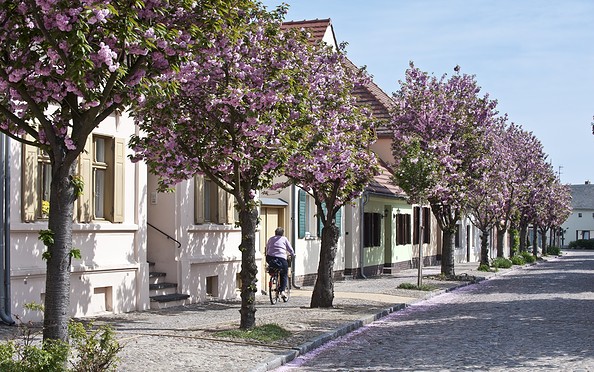 Baumblüte in der Altstadt von Werder (Havel), Foto:  TMB-Fotoarchiv/Yorck Maecke