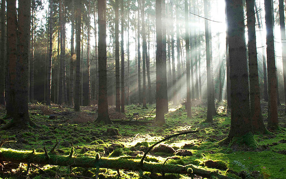 Wald bei Gut Wolletz