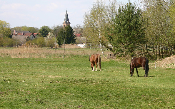 Pferde auf der Koppel bei Prieros, Foto: Tourismusverband Dahme-Seen e.V.