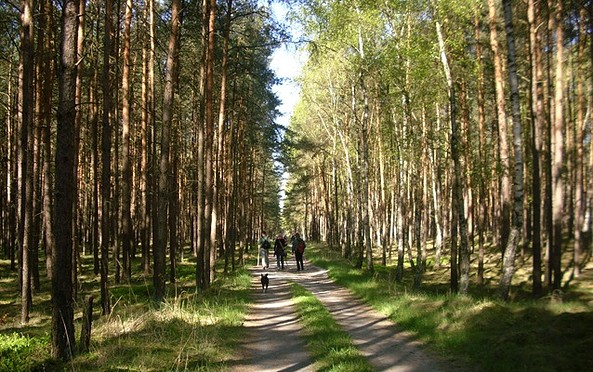 Wald bei Bad Wilsnack, Foto: Tourismusverband Prignitz e.V.
