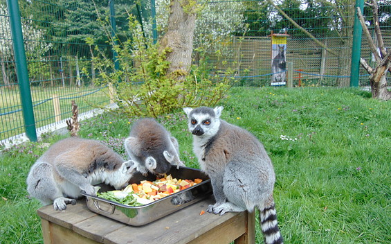 Affenzoo Jocksdorf, Foto: Stefan Mai