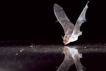 Von Vampiren und Echoortung - Fledermaus-Spaziergang