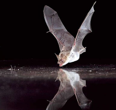 Von Vampiren und Echoortung - Fledermaus-Spaziergang