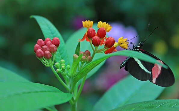 Schmetterling, Foto: H.Ehlers, Lizenz: Biosphäre Potsdam