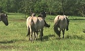 Koniks als tierische Landschaftspfleger auf den ehemaligen Rieselfeldern , Foto: Antonia Gerke, Lizenz: Antonia Gerke