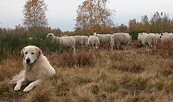Herdenschutzhunde in Schafherde, Foto: Stepahn Kaasche, Lizenz: Stephan Kaasche