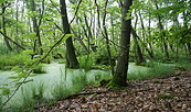Geheimnisvolle Erlenbrüche, Foto: N.Erdmann, Lizenz: Naturschutzfonds Brandenburg