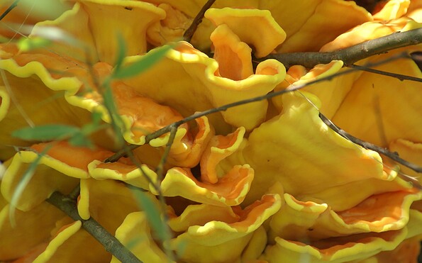 Pilz, Foto: Sabine Clausner, Lizenz: NaturSchutzFonds Brandenburg