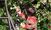 Fereinspaß in der Apfelwoche, Foto: Stock