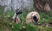 Otter und Biber, Foto: Karen Steinberg, Lizenz: NaturSchutzFonds Brandenburg
