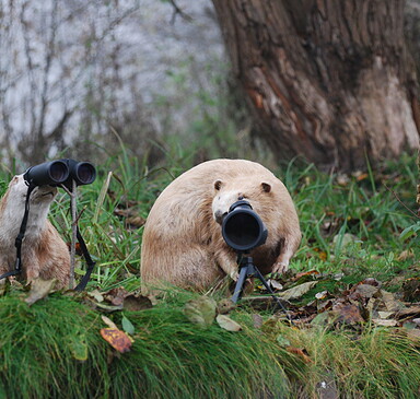 RangerTour: Otter und Biber beobachten - uns