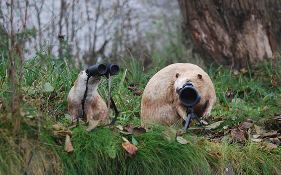 RangerTour: Otter und Biber beobachten - uns