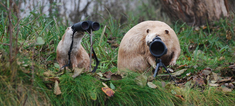 RangerTour: Otter und Biber beobachten - uns