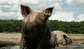 Freilandschweine-Anlage, Foto: Backschwein-Tenne