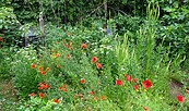 Blühstreifen und Insektenweide, Foto: Saatgut- und Permakulturgarten Alt Rosenthal