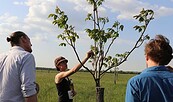 Walnuss-Schnack, Foto: Walnussmeisterei