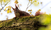 Eichhörnchen, Foto: Matthias Kober, Lizenz: NaturSchutzFonds Brandenburg