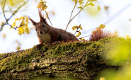 Eichhörnchen, Foto: Matthias Kober, Lizenz: Naturschutzfonds Brandenburg