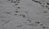 Waschbärenspuren, Foto: Milena Kreiling, Lizenz: Milena Kreiling