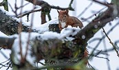Eichhörnchen, Foto: T.Westphal, Lizenz: T.Westphal