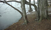 Urige Bäume säumen den See, Foto: Andreas Lauter, Lizenz: NaturSchutzFonds Brandenburg
