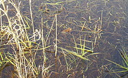 Nicht nur in den Tümpeln findet man jetzt Amphibien, Foto: Andreas Lauter, Lizenz: NaturSchutzFonds Brandenburg