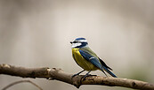 Blaumeise, Foto: Wildnisschule Hoher Fläming, Lizenz: Wildnisschule Hoher Fläming