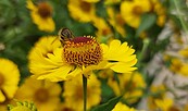 Sonderausstellung zu Bienen im Museum Schloss Lübben, Foto: Dr. Corinna Junker, Lizenz: Stadt Lübben