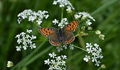 Bezaubernde Schönheiten im Fokus - welcher Schmetterling ist das?, Foto: A.Schwuchow, Lizenz: Naturschutzfonds Brandenburg