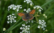 Bezaubernde Schönheiten im Fokus - welcher Schmetterling ist das?, Foto: A.Schwuchow, Lizenz: Naturschutzfonds Brandenburg