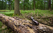 Der Hirschkäfer braucht einen Lebensraum mit Alteichen., Foto: S. Hennigs, Lizenz: NaturSchutzFonds Brandenburg