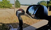 Witzige Anekdoten rings ums Thema Vögel erzählt die Rangerin, Foto: T.Schönlebe, Lizenz: NaturSchutzFonds Brandenburg