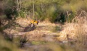 Fuchs im Wald, Foto: Dr. Tilo Geisel/Stiftung Naturlandschaften Brandenburg, Lizenz: Dr. Tilo Geisel/Stiftung Naturlandschaften Brandenburg