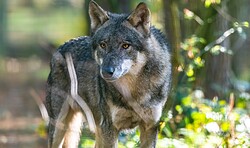 Wildnis-Tour: Wölfchen Weißnix – möchte gern ein richtiger Wolf sein