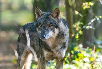 Wildnis-Tour: Wölfchen Weißnix – möchte gern ein richtiger Wolf sein